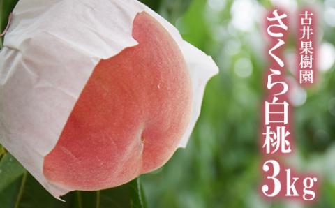 No.2416もも 晩成種「さくら白桃」3kg【2026年発送】