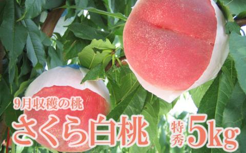 No.2516 もも　特秀「さくら白桃」約5kg【2025年発送】