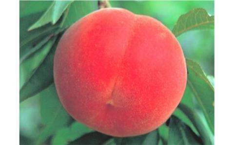 No.2627【限定30箱】 ふくしまのもも 瑞穂（みずほ）約1.7kg【2025年発送】