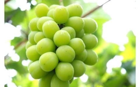 No.2417ぶどう　ふくしまのシャインマスカット　4房【2026年発送】