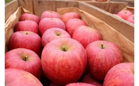 No.1207 福島のりんご「サンふじ」家庭用（バラ詰め簡易梱包） 約10kg【2025年度発送】