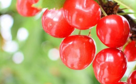 No.1187 朝採りさくらんぼ　「秀・佐藤錦」約500g並べ詰めLサイズ【2025年発送】