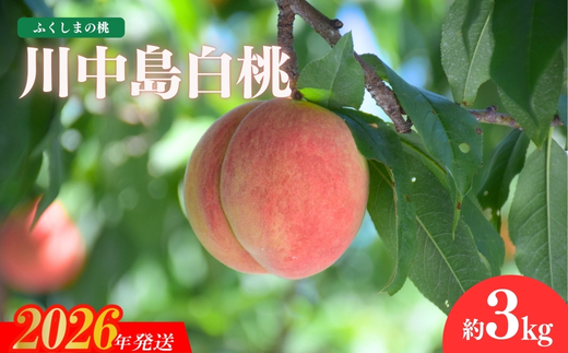 No.1202福島の桃　「川中島白桃」約3kg【2026年発送】