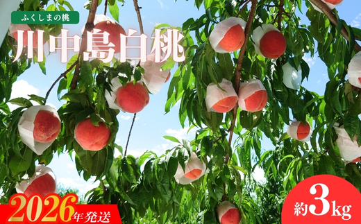 No.1512福島のもも「川中島白桃」約3kg【2026年発送 先行予約】