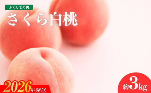 No.1518福島のもも「さくら白桃」約3kg【2026年発送 先行予約】