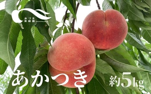 No.1588もも（あかつき）約5kg【2025年発送】