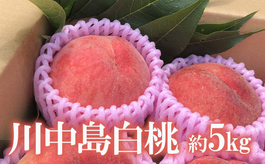 No.1691もも 川中島白桃 約5kg 【2025年発送】