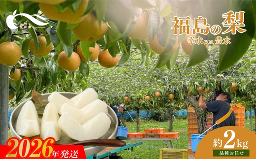 No.1763梨　品種おまかせ　(幸水又は豊水)約2kg【2026年発送】