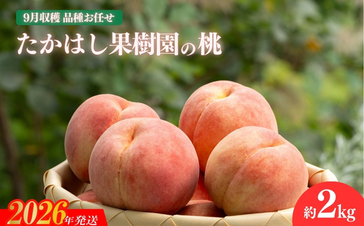 No.1906たかはし果樹園の桃　9月収穫約1.5kg【2026年発送　先行予約】