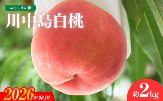 No.1978 もも「川中島白桃」約2kg【2026年発送　先行予約】
