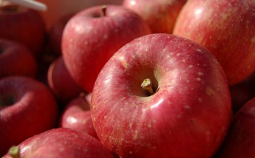 No.0215 りんご「サンふじ」　約5kg【2025年度発送】