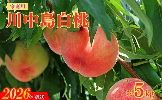 No.2156福島のもも　家庭用川中島白桃　約5kg【2026年発送】