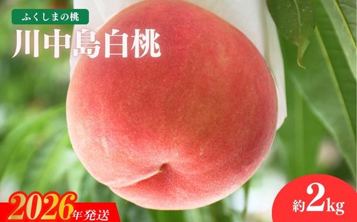 No.2212 もも「川中島白桃」約2kg【2026年発送 先行予約】
