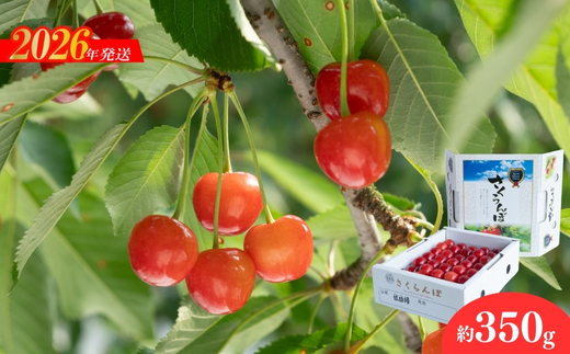 No.2279ヤマ考紺野果樹園 さくらんぼ 佐藤錦化粧箱入り約350g【2026年発送】