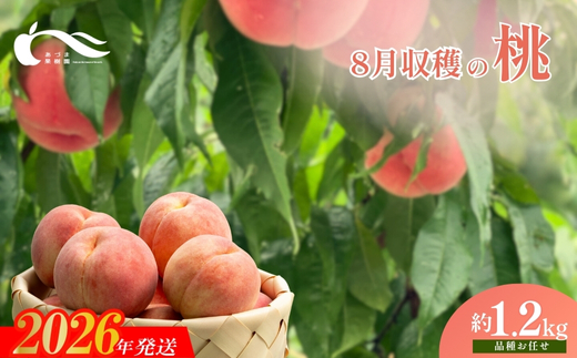 No.2328もも　8月収穫の桃　約1.2kg【2026年発送】