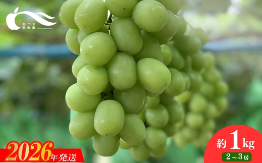 No.2331ぶどう（シャインマスカット）（約1kg）【2026年発送】