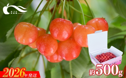 No.2335さくらんぼ（佐藤錦又は紅秀峰500g）【2026年発送】