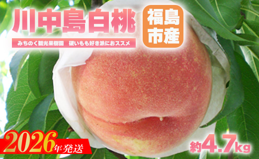 No.2349もも「川中島白桃」贈答用　約4.7kg【2026年発送　先行予約】