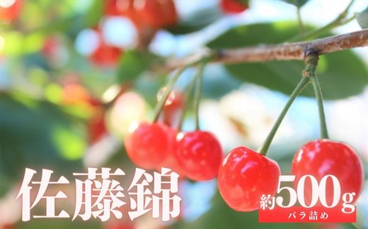 No.2413さくらんぼ「佐藤錦」約500ｇ（バラ詰め）【2026年発送】