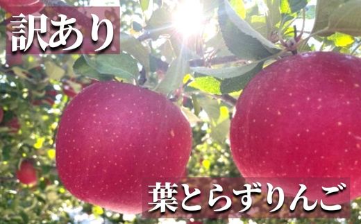 No.2437 訳あり 葉とらずりんご  サンふじ ご家庭用 約5kg【2025年度発送】