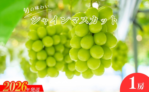 No.2503シャインマスカット（１房）【2026年発送】