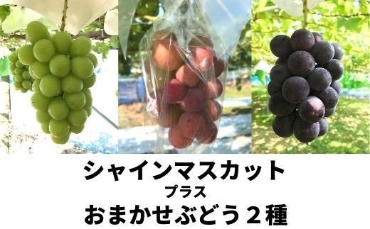 No.2504シャインマスカットとぶどう2種（全3房）【2026年発送】