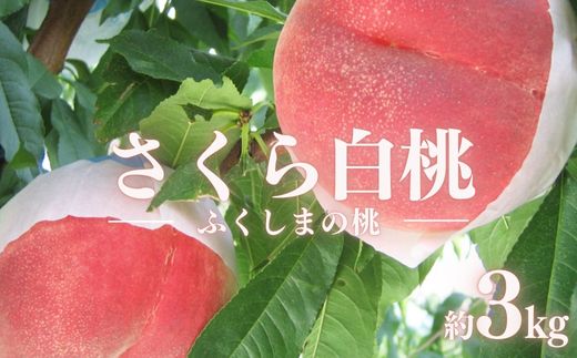 No.2515 もも　特秀「さくら白桃」約3kg【2025年発送】