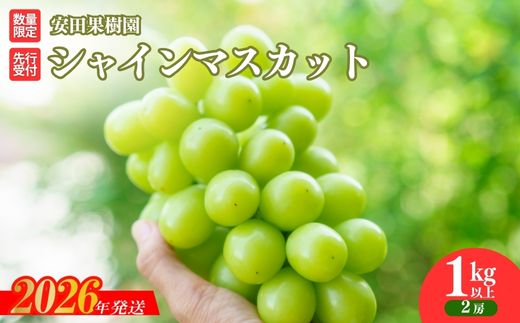 No.2609ぶどう　シャインマスカット1kg以上【2026年発送 先行予約】