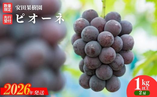 No.2610ぶどう　ピオーネ約1kg以上【2026年発送 先行予約】