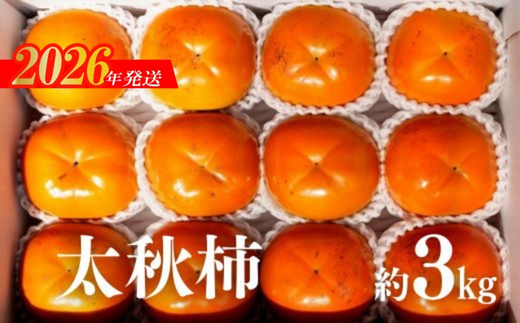 No.2859 太秋柿　約3kg【2026年発送】