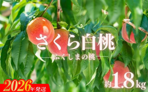 No.2887もも 晩成種「さくら白桃」 約1.8kg【2026年発送】