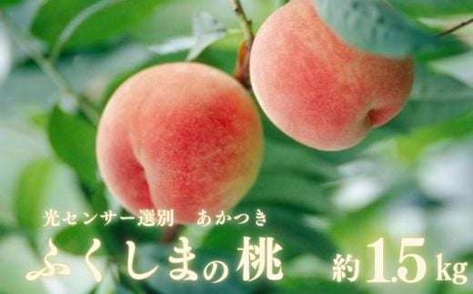 No.2919ふくしまの桃「光センサー選別あかつき」約1.5kg【2026年発送】
