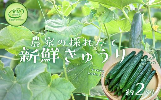 No.2973 JGAP農家の採れたて新鮮きゅうり　約2kg 秀級品