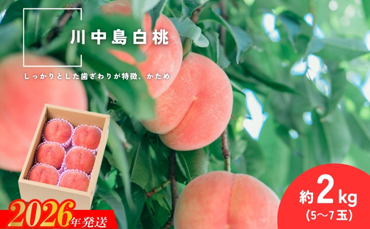 No.2993 「川中島白桃」約2kg(5～7玉)【2026年発送 先行予約】
