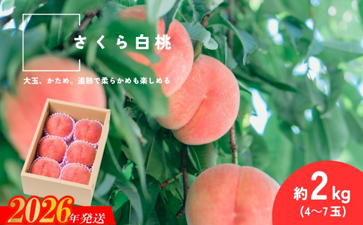 No.2995 さくら白桃 福島県福島市産 約2kg(4～7玉)【2026年発送 先行予約】