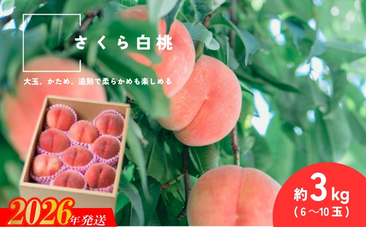No.2996 さくら白桃 福島県福島市産 約3kg(6～10玉)【2026年発送 先行予約】
