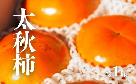 No.3009 太秋柿　約1kg【2026年発送】