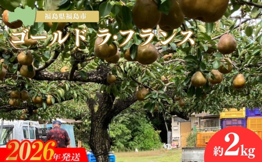 No.3245 ヤマ考紺野果樹園 ゴールド ラフランス 約2kg【2026年発送】