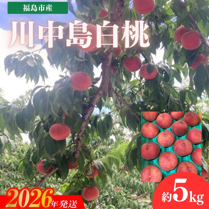 No.3266 安斎果樹園 福島のもも 「川中島白桃」約5kg（13玉～15玉）【2026年発送 先行予約】