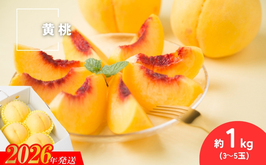 No.3305 種まきうさぎ 福島市産 黄桃 (品種おまかせ)　約1kg