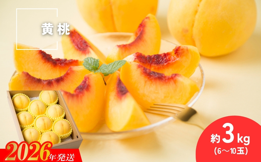 No.3307 種まきうさぎ 福島市産 黄桃 (品種おまかせ)　約3kg