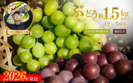 No.3309 ぶどうセット約1.5kg　シャインマスカット＆黒葡萄（巨峰.ﾋﾟｵ－ﾈ）