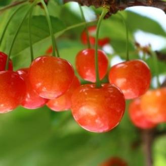 No.1592さくらんぼ（佐藤錦1kg)【2025年発送】