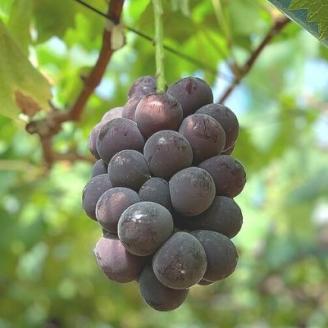 No.1594ぶどう（巨峰）（約2kg）【2025年発送】