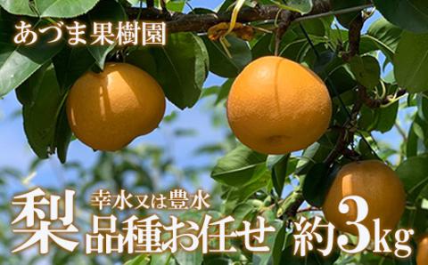 No.1765梨　品種おまかせ　(幸水又は豊水)約3kg【2025年発送】