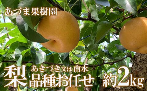 No.1764梨　品種おまかせ　(あきづき又は南水)約2kg【2025年発送】