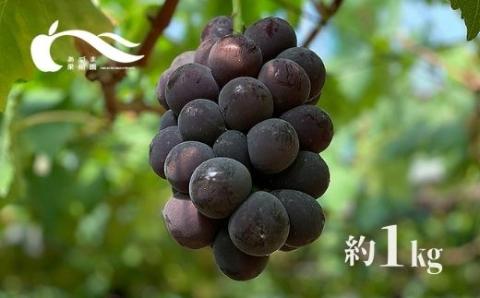 No.1593ぶどう（巨峰）（約1kg）【2025年発送】