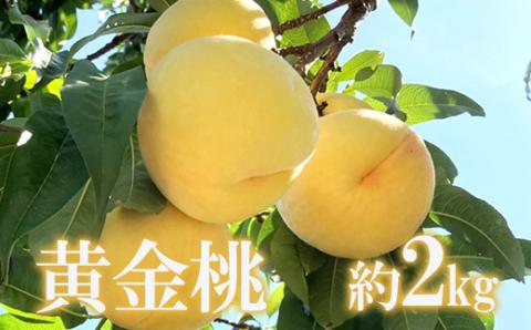 No.1704もも 黄金桃 約2kg [2024年発送]