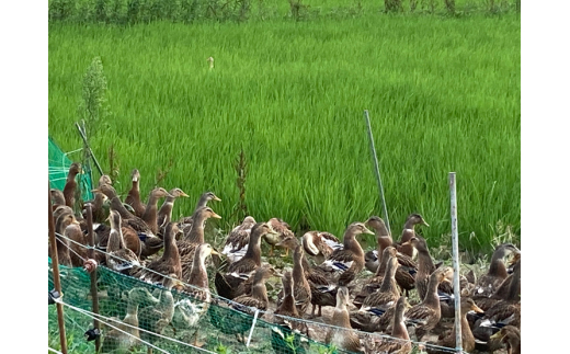 令和7年産 アイガモ栽培米 (白米) とロハ酒飲み比べセット｜2025年産 米 こめ ごはん 地酒 日本酒 [1105]