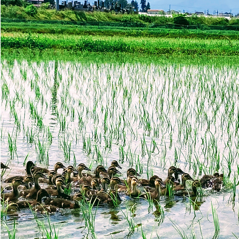 令和7年産 アイガモ栽培米 (玄米) とロハ酒飲み比べセット｜2025年産 米 こめ ごはん 地酒 日本酒 にごり酒 [1106]